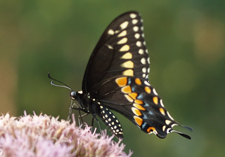 Papilio polyxenes, Black Swallowtail