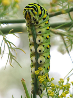 Papilio polyxenes, Black Swallowtail Caterpillar