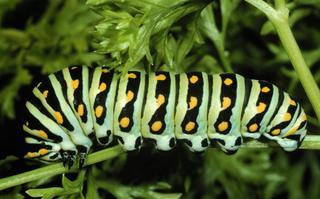 Papilio polyxenes, larva