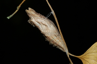 Papilio polyxenes, pupa